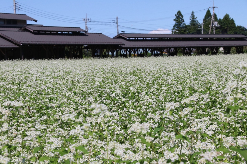 荒川そばの花の画像