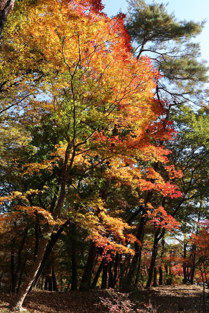 月の石もみじ公園紅葉の画像