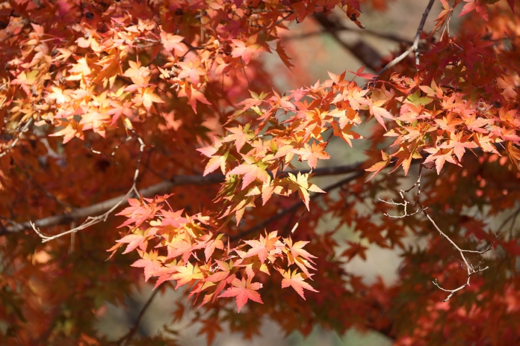 月の石もみじ公園紅葉の画像