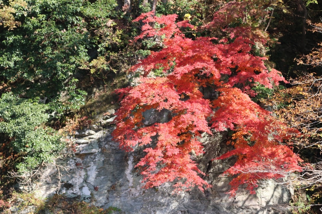 長瀞岩畳周辺紅葉の画像