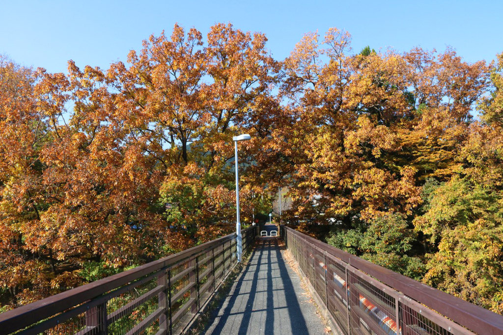 金石水管橋紅葉の画像