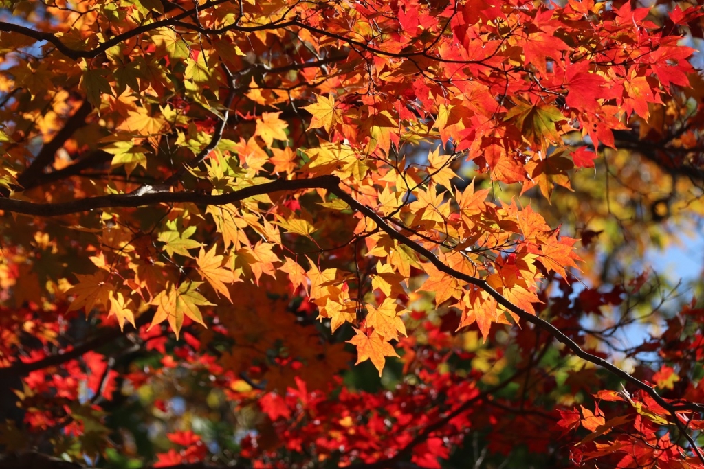 月の石もみじ公園紅葉の画像