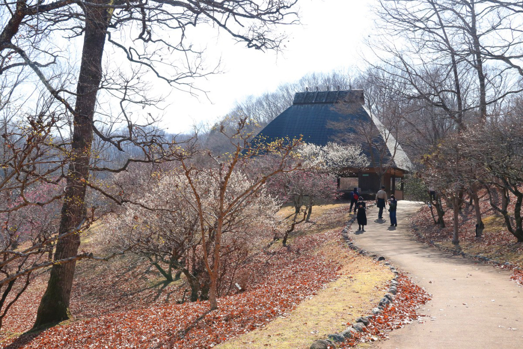 秩父ミューズパーク梅園の画像