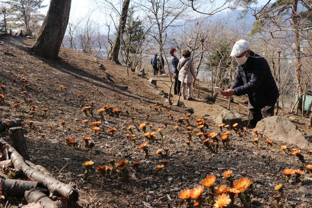 秩父紅の画像