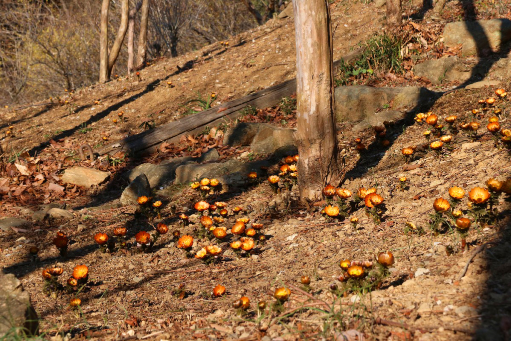 秩父紅の画像