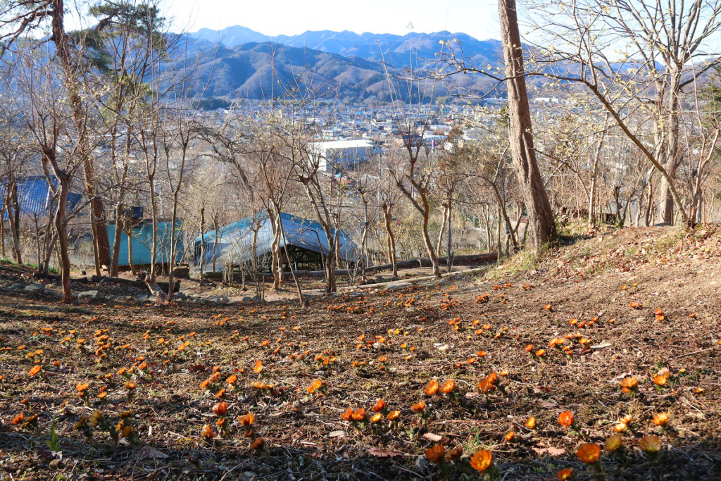 秩父紅の画像