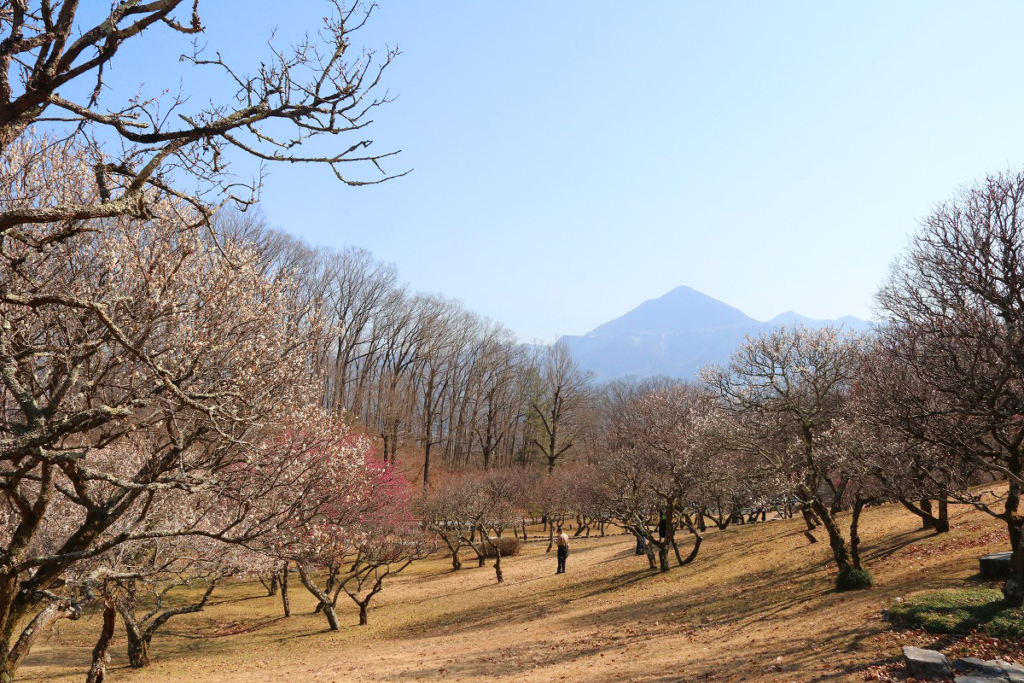 秩父ミューズパーク梅園の画像