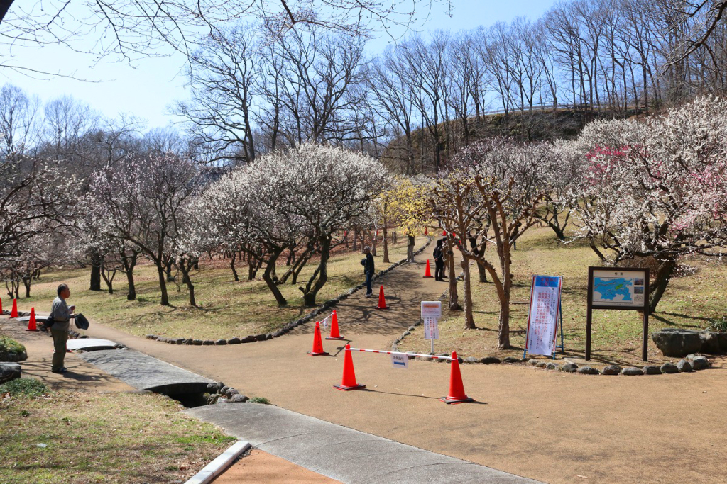 秩父ミューズパーク梅園の画像