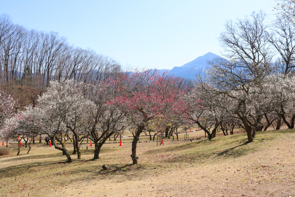 秩父ミューズパーク梅園の画像