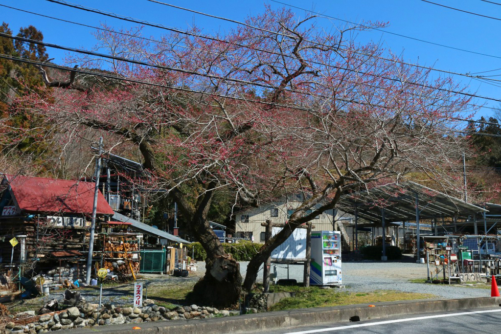 大手の桜の画像