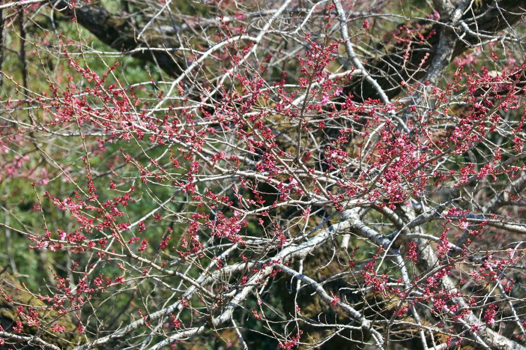 大手の桜の画像