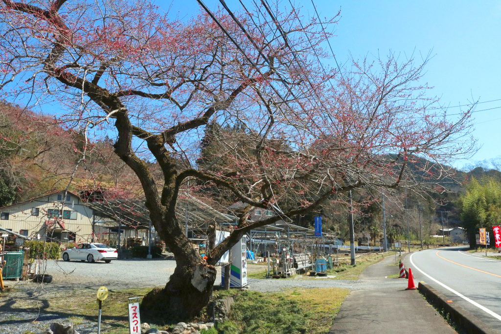 大手の桜の画像