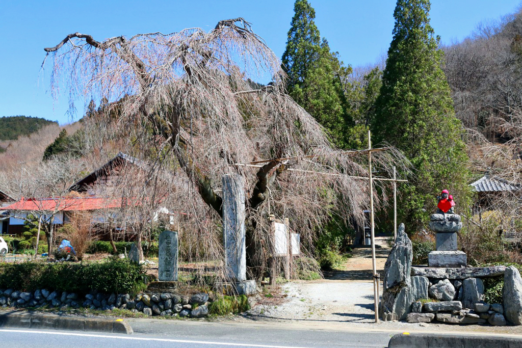 法善寺のしだれ桜の画像