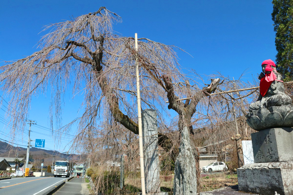 法善寺のしだれ桜の画像