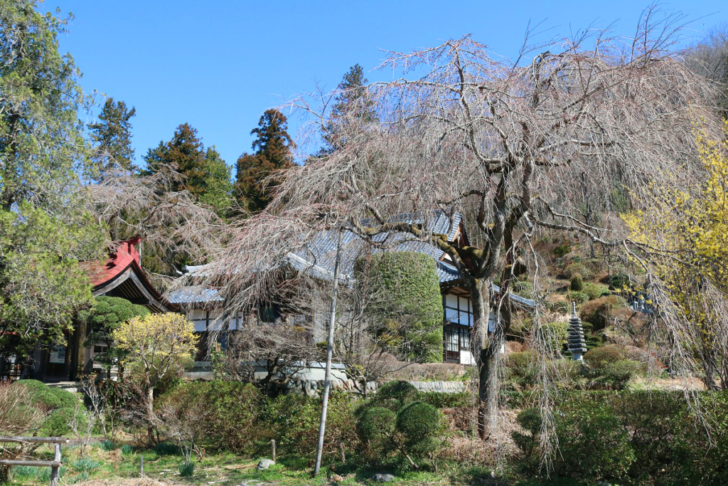 法善寺のしだれ桜の画像