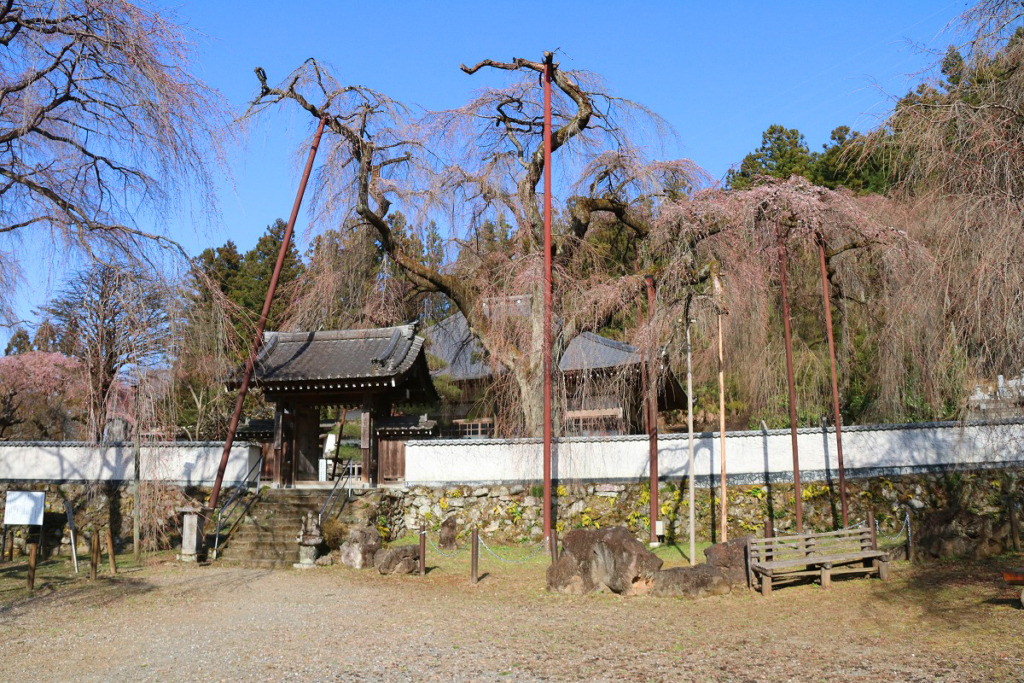 清雲寺のしだれ桜の画像