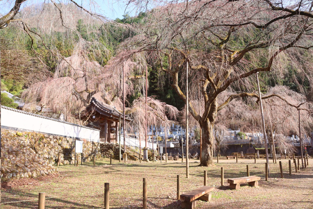 清雲寺のしだれ桜の画像