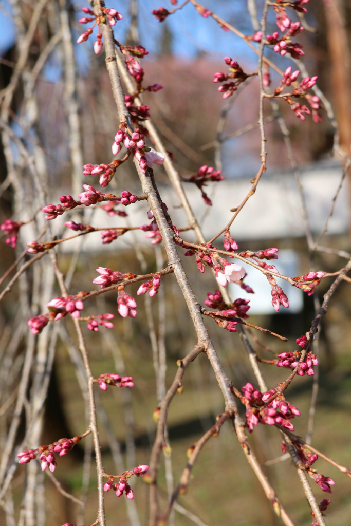 清雲寺のしだれ桜の画像