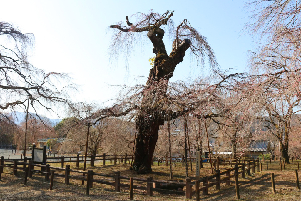 清雲寺のしだれ桜の画像