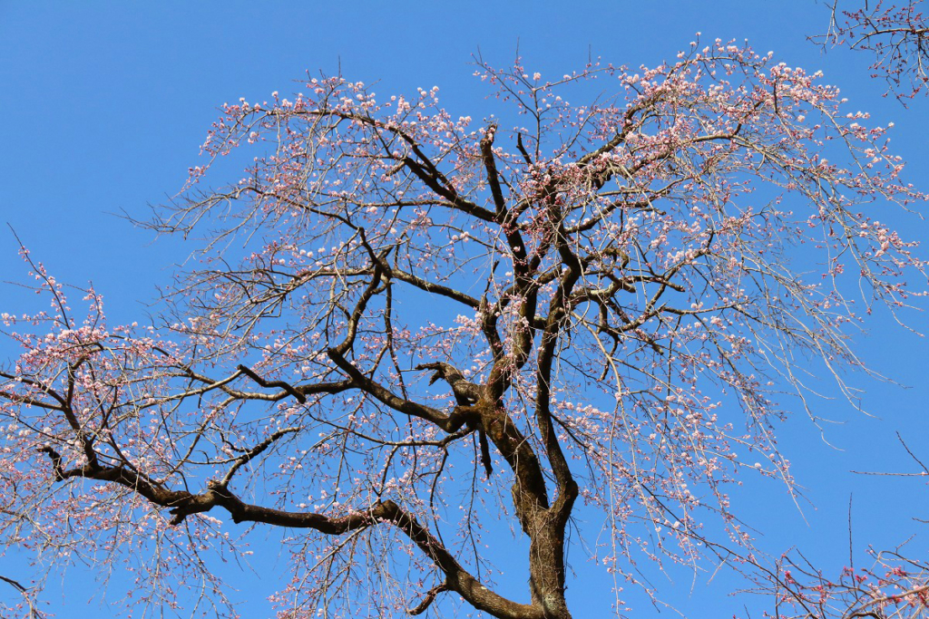 清雲寺のしだれ桜の画像