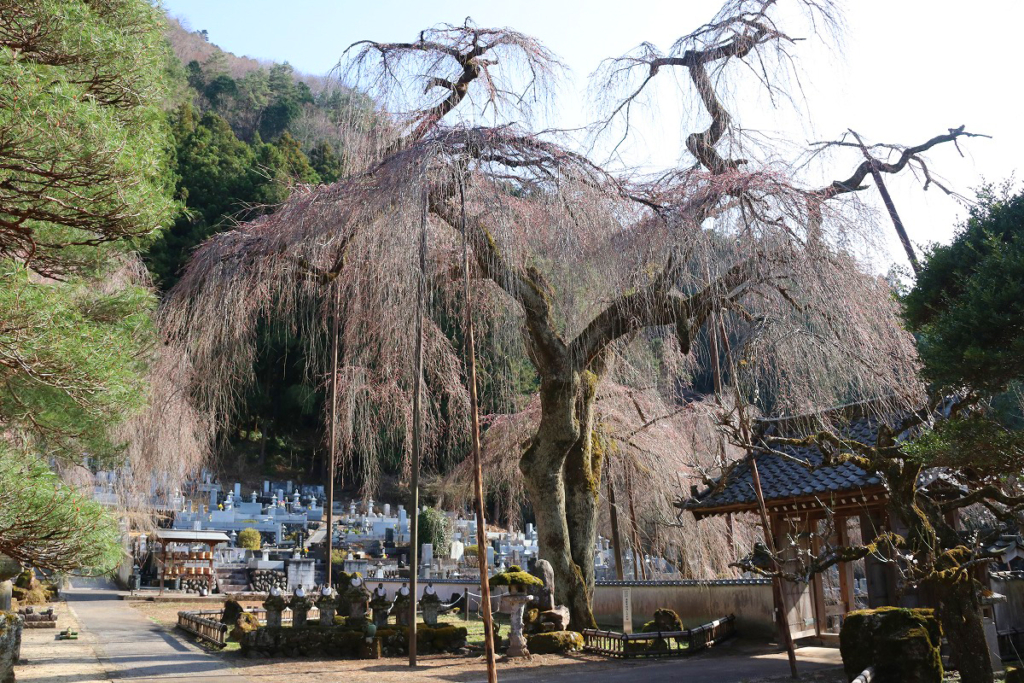 清雲寺のしだれ桜の画像