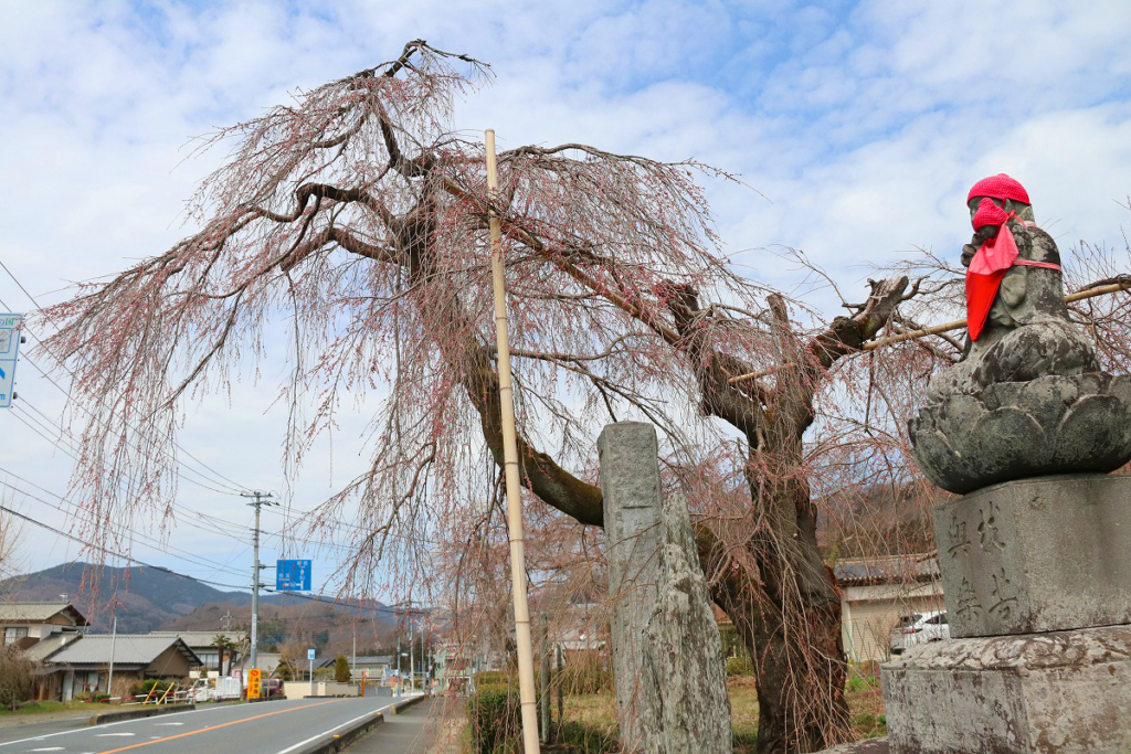 法善寺のしだれ桜の画像