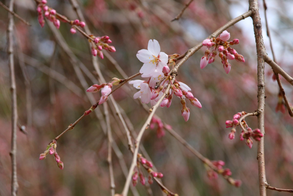 法善寺のしだれ桜の画像