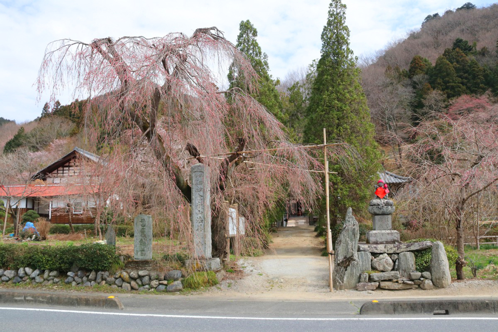 法善寺のしだれ桜の画像