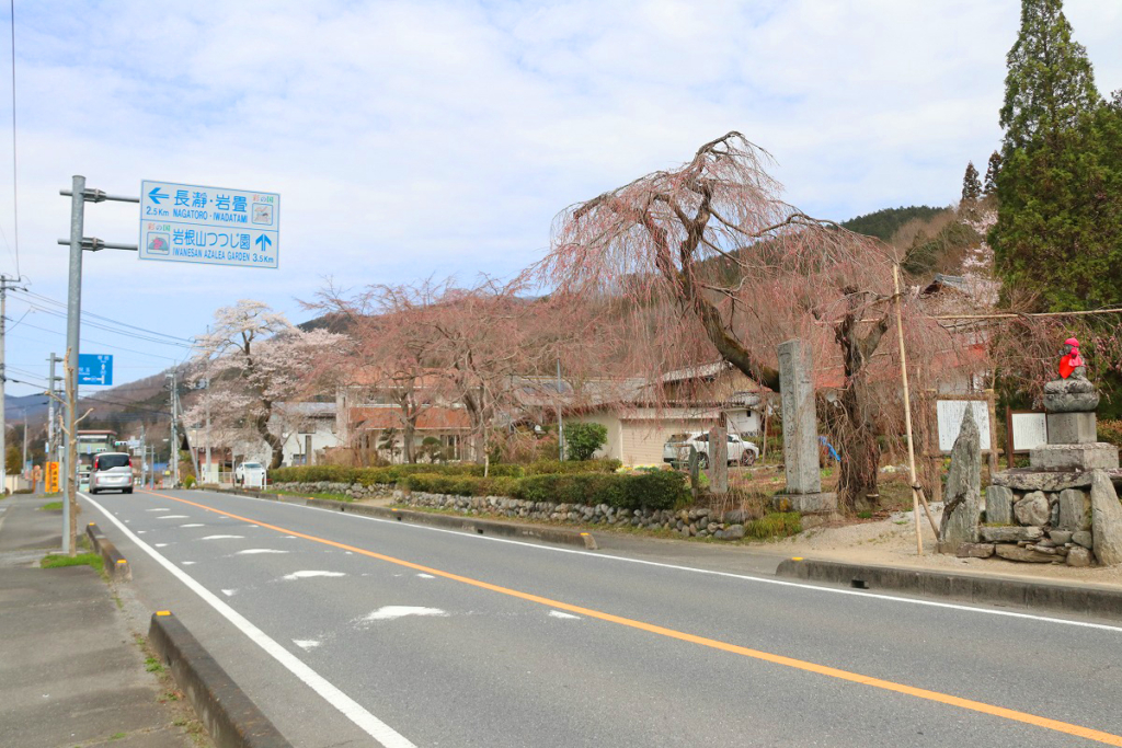 法善寺のしだれ桜の画像