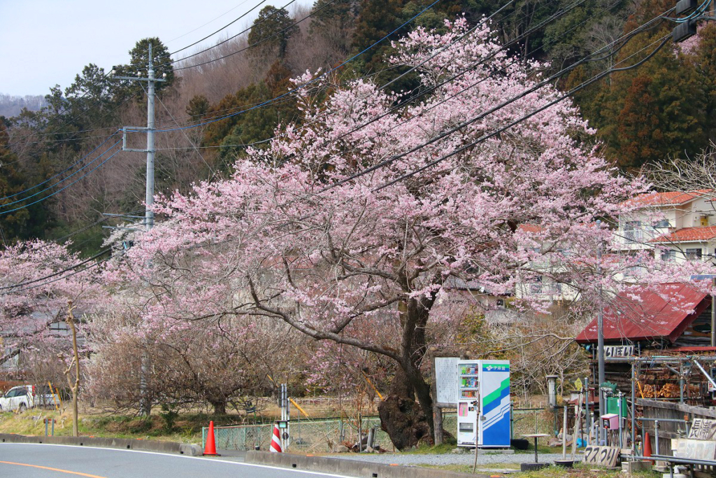 大手の桜の画像