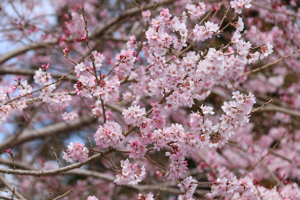 大手の桜の画像