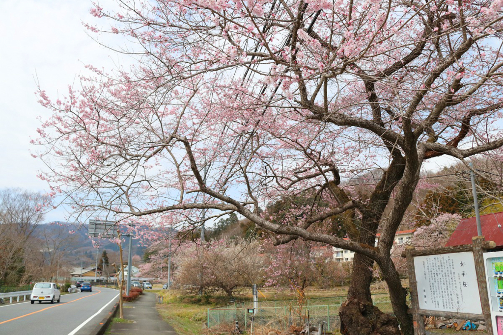 大手の桜の画像