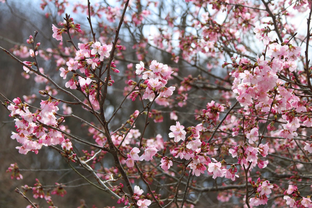 岩田桜の画像