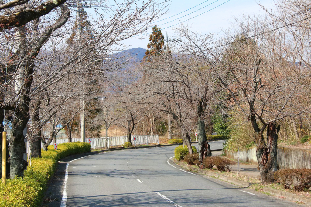 北桜通りの画像