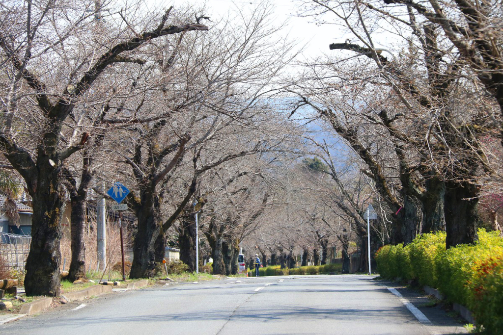 北桜通りの画像