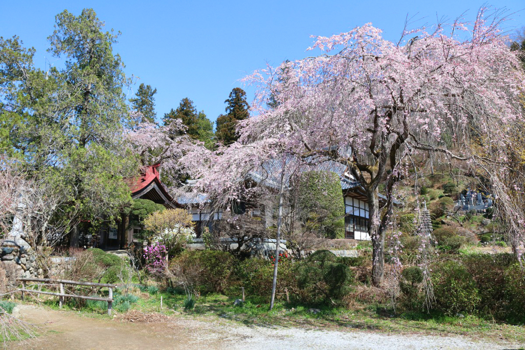 法善寺のしだれ桜の画像