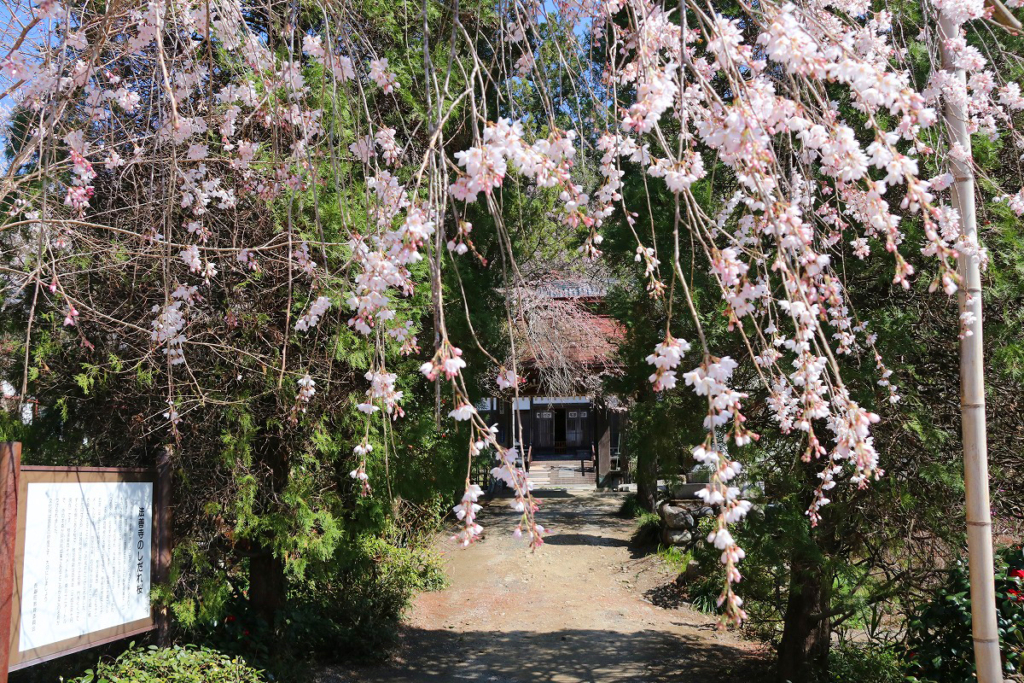 法善寺のしだれ桜の画像