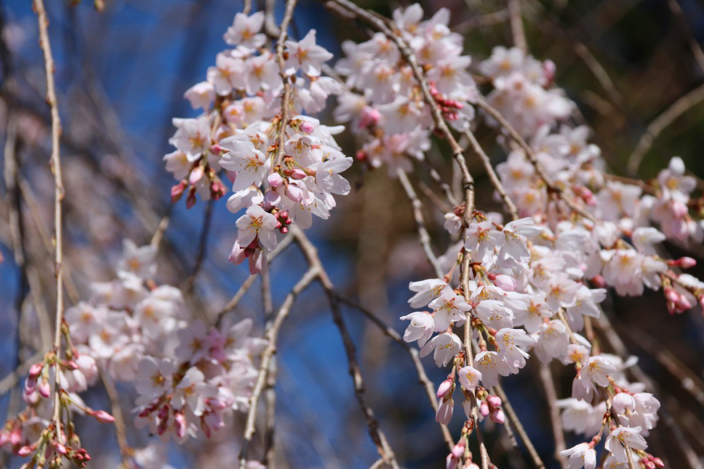 法善寺のしだれ桜の画像