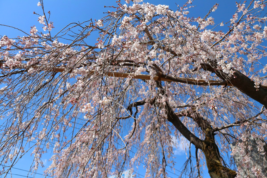 法善寺のしだれ桜の画像