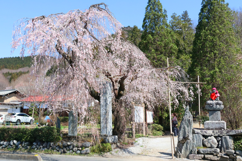 法善寺のしだれ桜の画像