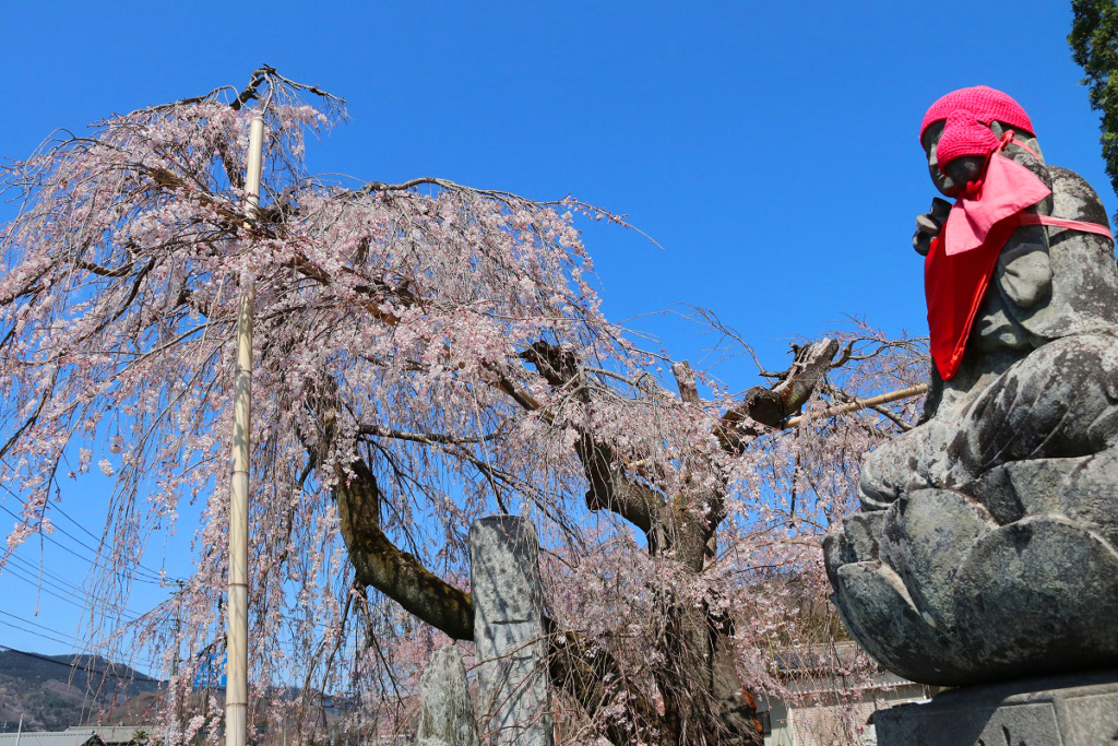 法善寺のしだれ桜の画像