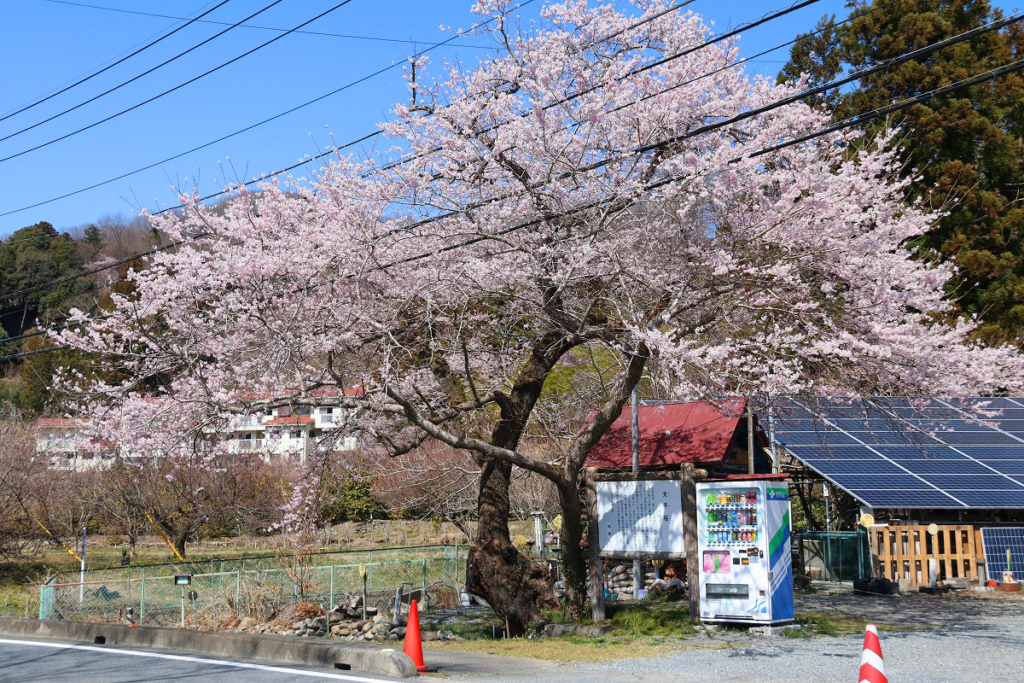 大手の桜の画像