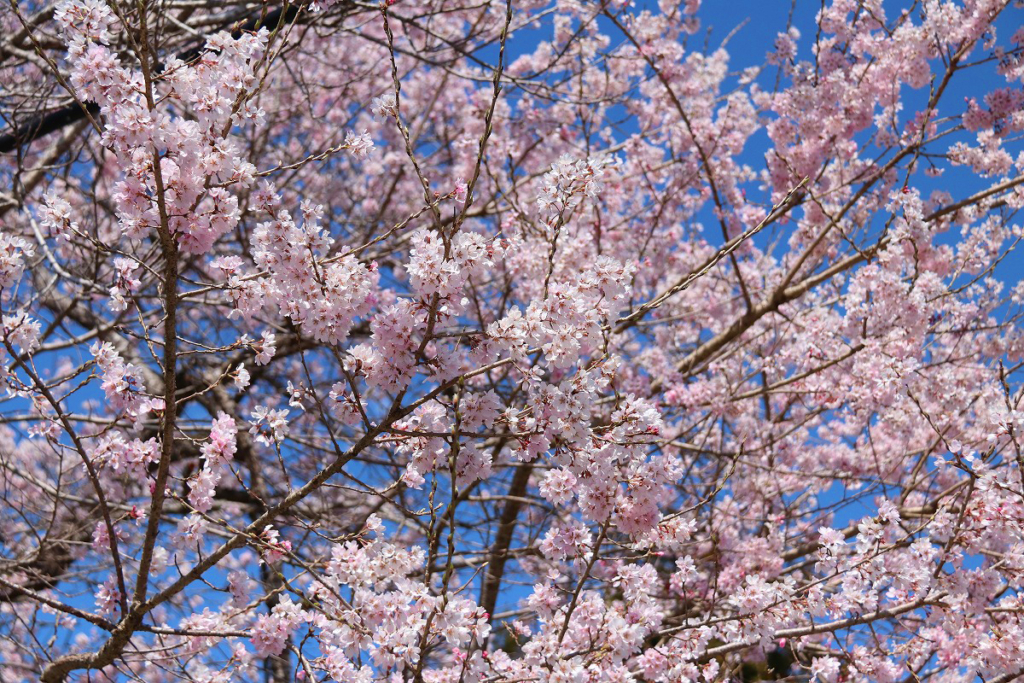 大手の桜の画像