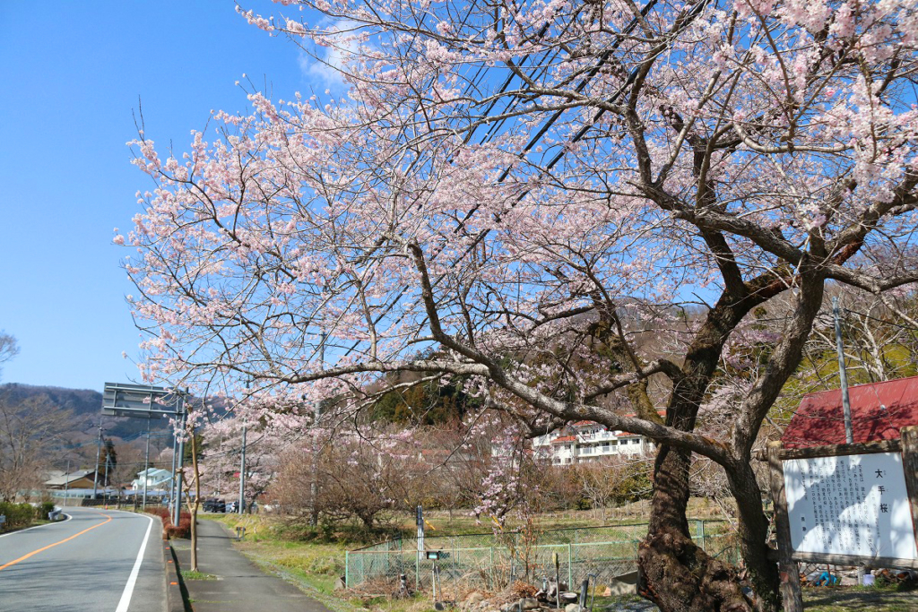 大手の桜の画像