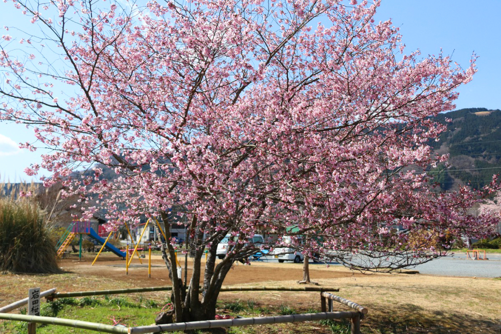 岩田桜の画像