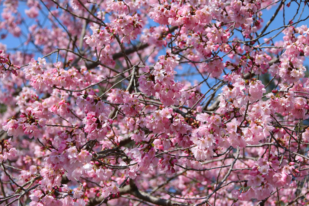 岩田桜の画像