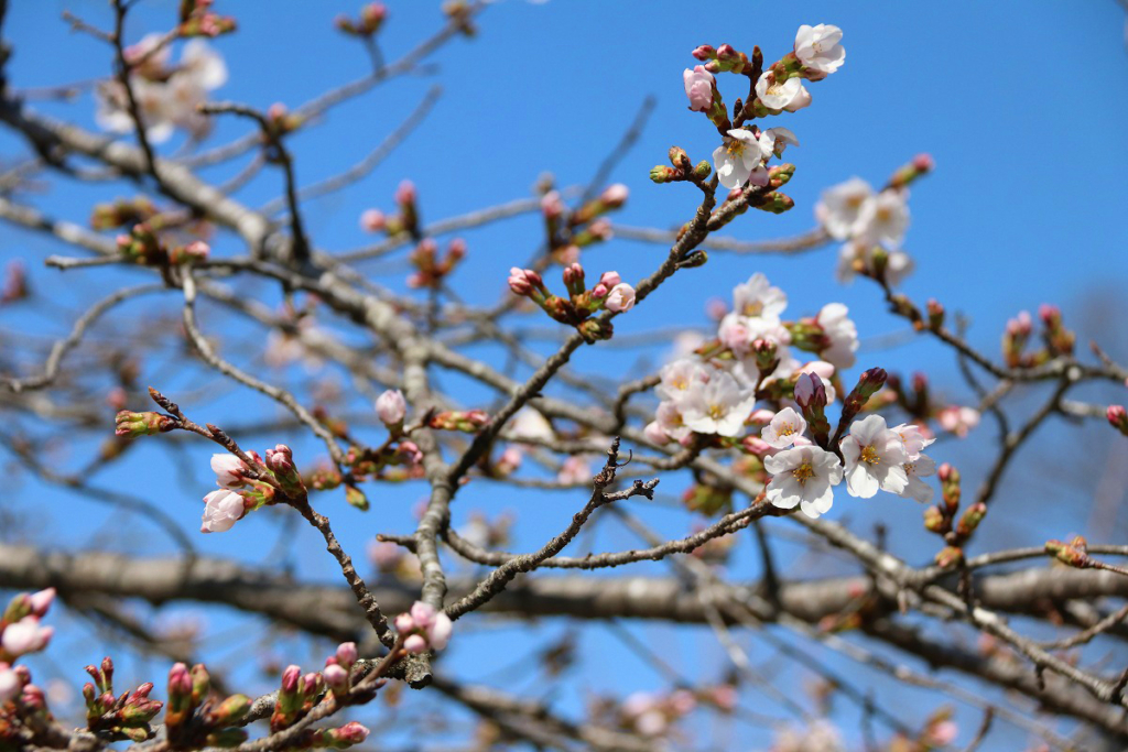 北桜通りの画像