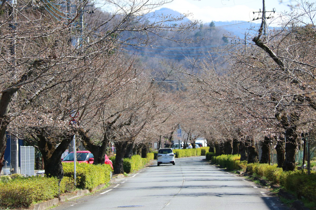 北桜通りの画像