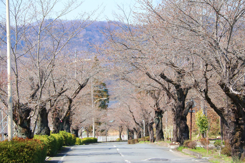 北桜通りの画像