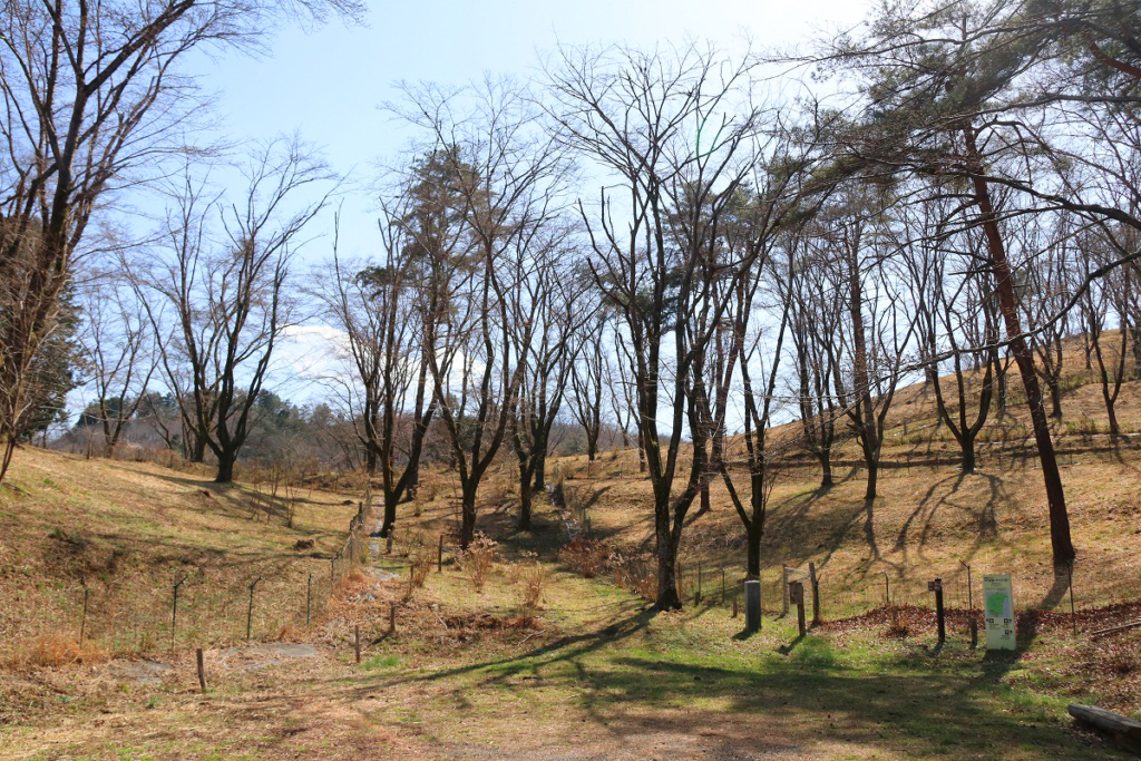 野土山桜の画像